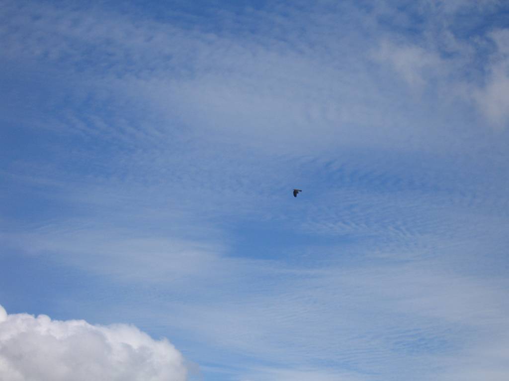 IMG_8978.jpg